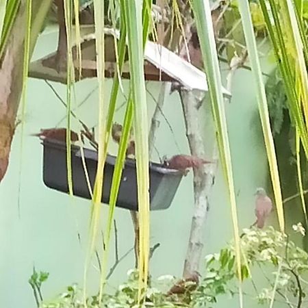 Paraiso Aconchegante Casa Espacosa E Muito Verde Caraguatatuba Exteriör bild